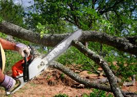 Best Commercial Tree Removal  in Pottsgrove, PA