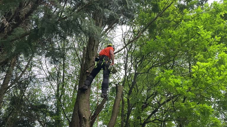 Best Lawn Dethatching Services  in Pottsgrove, PA