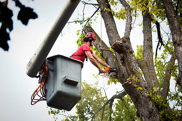 Best Fruit Tree Pruning  in Pottsgrove, PA